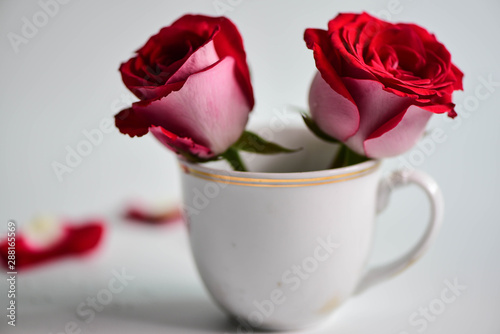 Red rose on white and black background/lovers