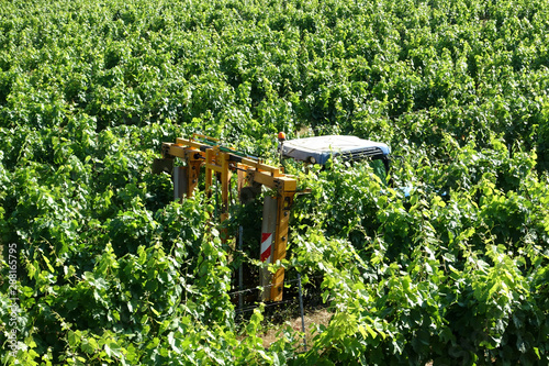 tractor being used to prune the grape vines in a vineyard in summer