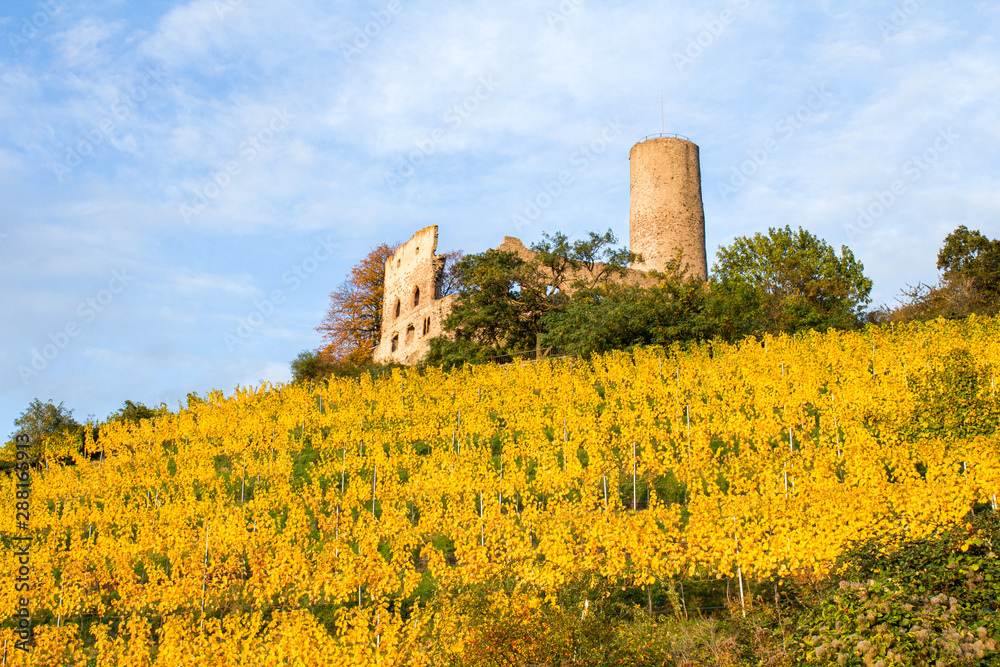 Vineyard at the Strahlenburg castle in Schriesheim, Germany