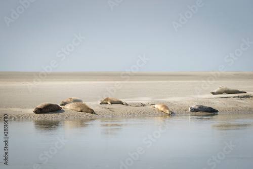 Phoques de la Baie d'Authie dans le Pas-de-Calais, La Somme, Hauts-de-France, France