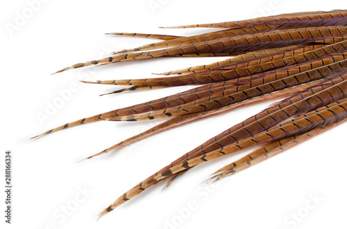 long pheasant feathers on a white background