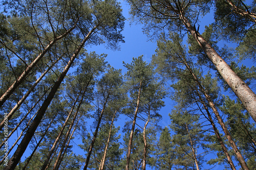 klimaretter wald photo