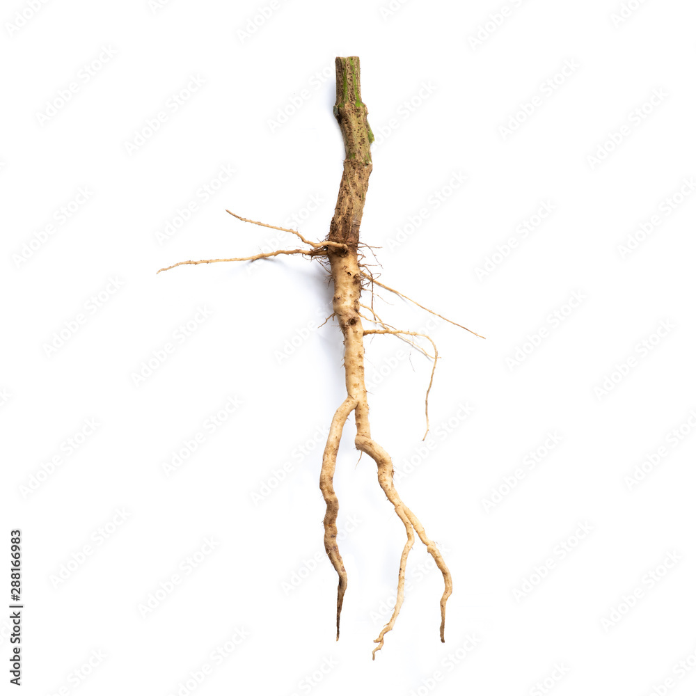 Fototapeta premium Roots of tree isolated on white background.