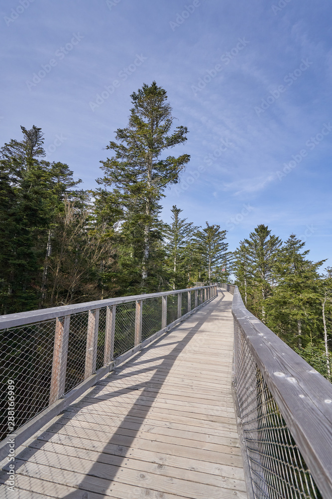 Narrow pedestrian walkway made of wood and metal mesh in the form of a bridge in the forest at high altitude. Wooden bridge in european forest