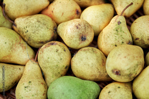 Background from the yellow ripe pears freshly collected from a tree