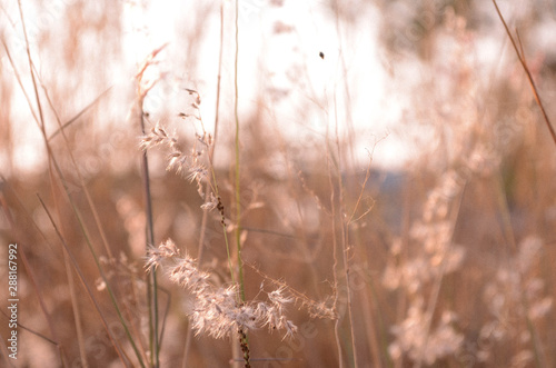 grass on meadow in garden © Wiwhys