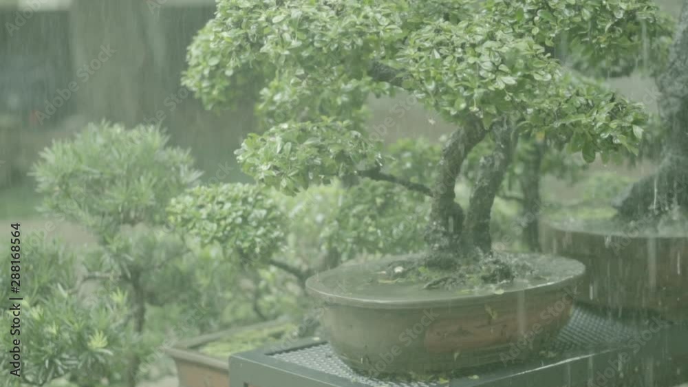Many bonsai trees in pots with rain down. Many bonsai trees in pots with rain down.