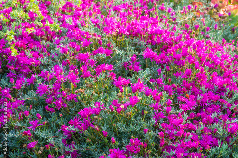 Dianthus gratianopolitanus or Cheddar pink in garden.