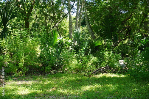 Green area, tropical plants