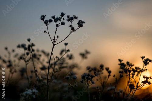 Plants Silhouetted at Sunset