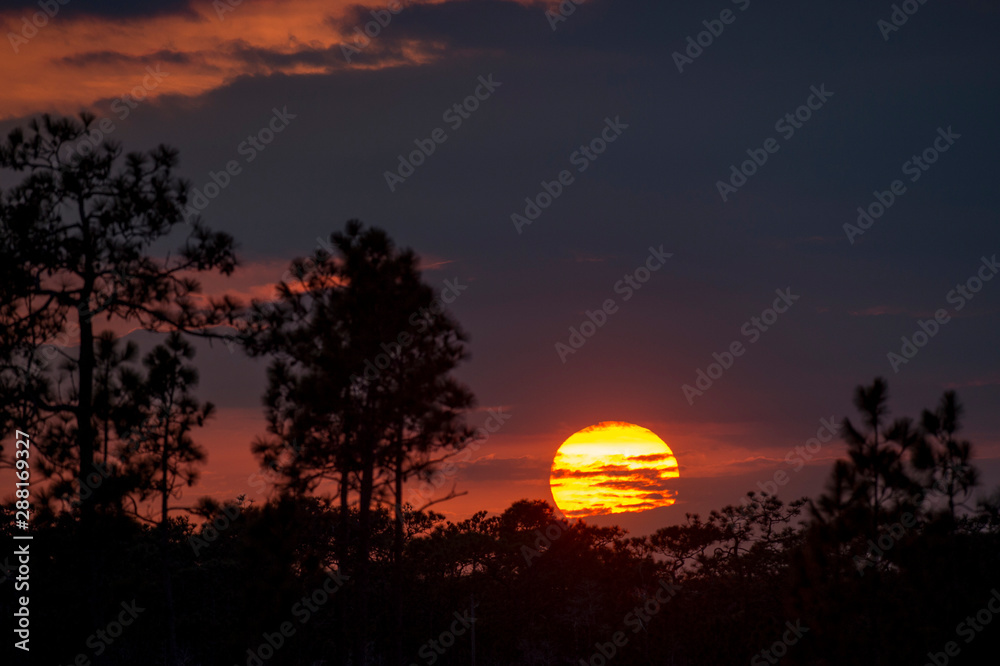 Sunset and Pine Trees
