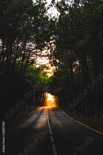 A road through the forest with sunlight at the end in Playa de Valdearenas in Cantabria, Spain photo