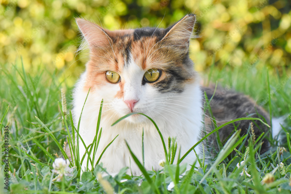 Beautiful cat with green eyes sitting on grass