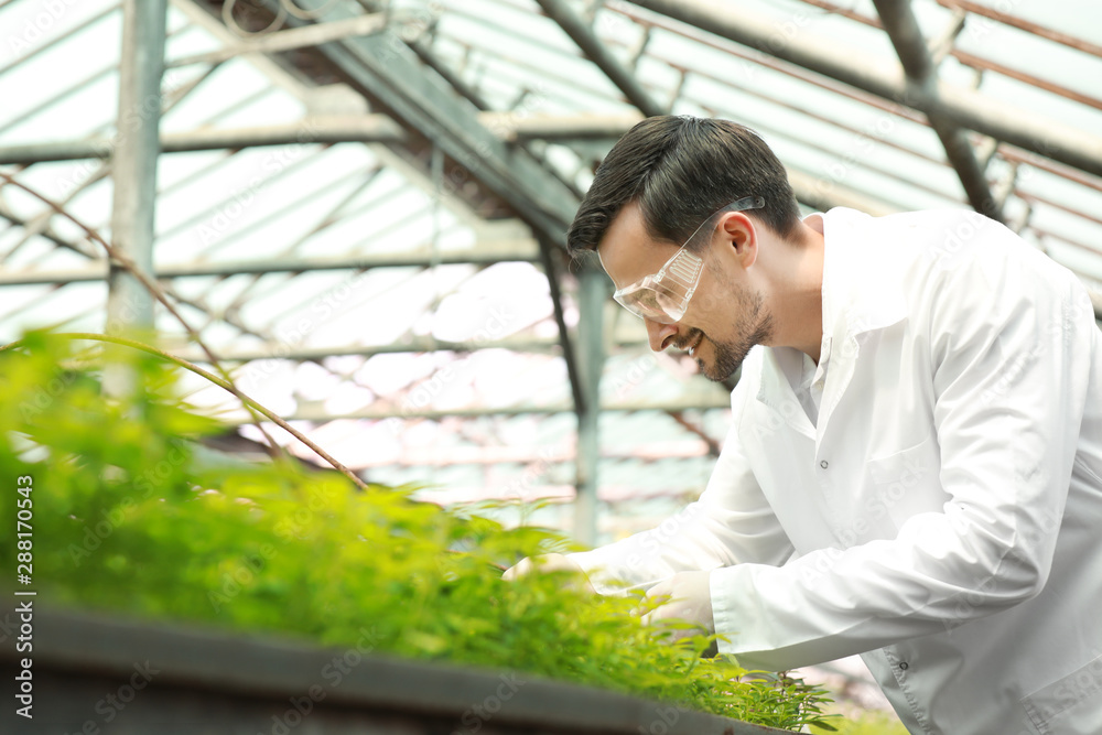 Male agricultural engineer working in greenhouse Male agricultural engineer working in greenhouse