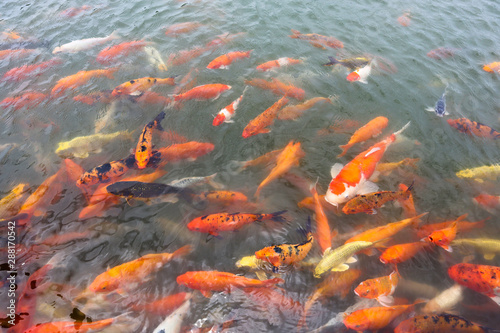 a lot of fish ( Koi ) in the pond © Vasin