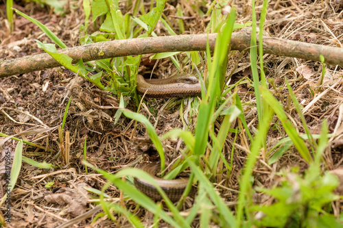 two slow worms in reproduction