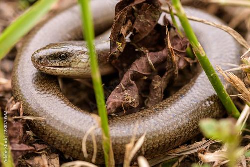 Slow worm (Anguis fragilis) in nature.