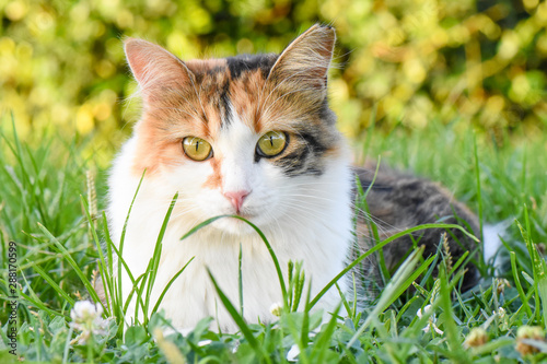 Beautiful cat with green eyes sitting on grass