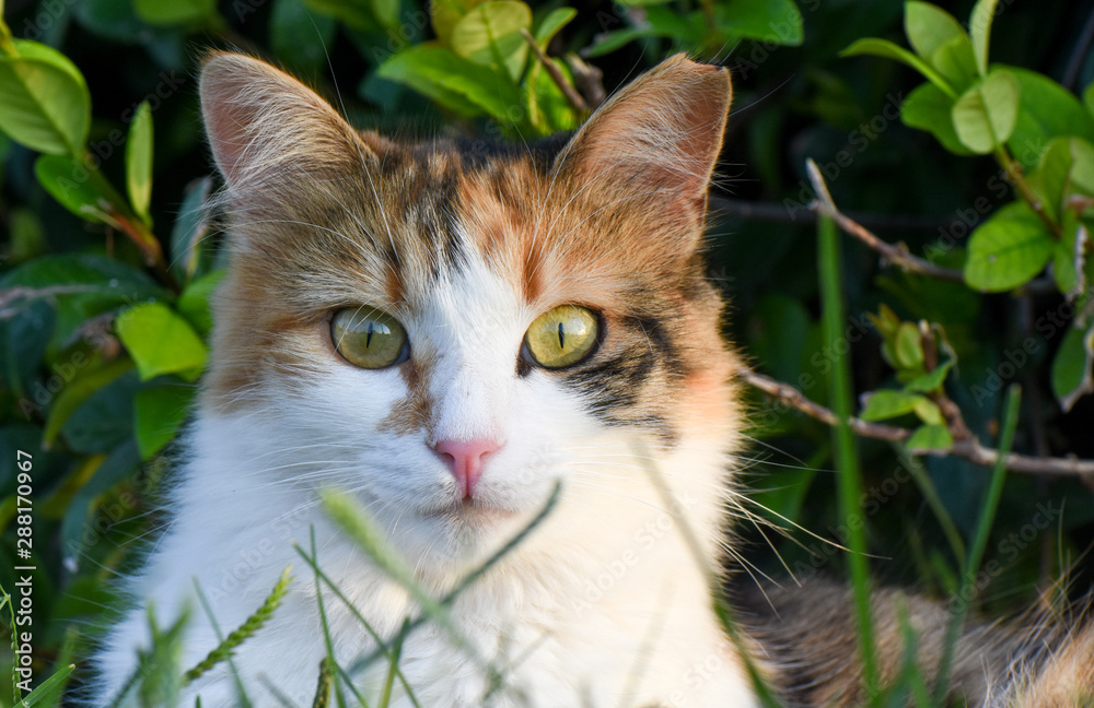 portrait of a cat with green eyes