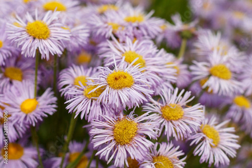 nature background purple daisies closeup