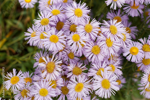 nature background purple daisies closeup