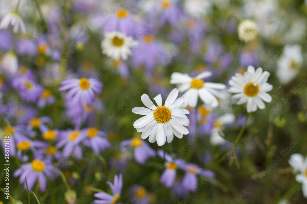 natural background of wild white and blue daisies close up natural background of wild white and blue daisies close up