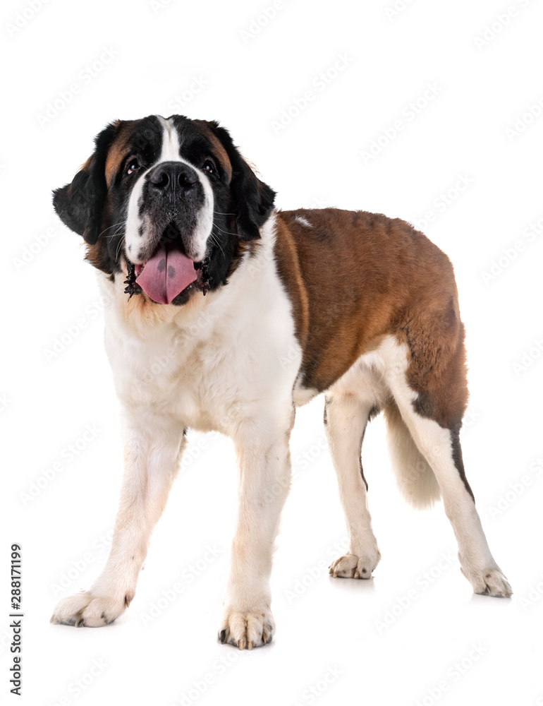 saint bernard in studio saint bernard in studio