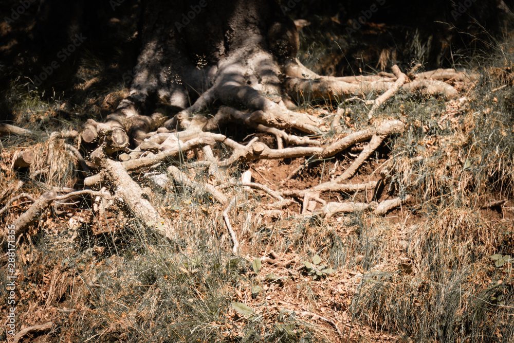 close up of tree roots in forest close up of tree roots in forest