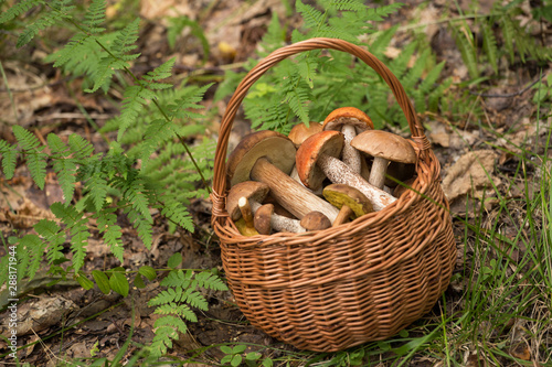 Mushrooms in basket in forest, nature