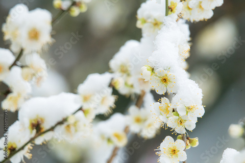 白梅雪