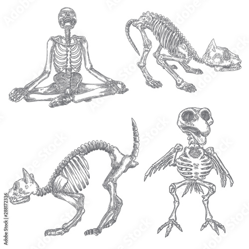 Set of witchcraft magic, occult attributes decorative elements. Skeletons of human, cats, bird raven or crow. Set for Halloween. Vector.
