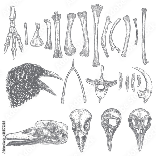 Set of bird skeleton bones and skulls for magic cult , wishbone, arm, wing, leg, spine ring, rib, claw, nail. Hand drawing. Witch and warlock sketch magician collection. Raven, crow head. Vector.