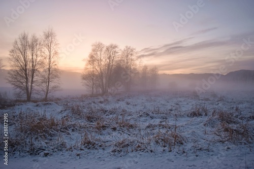 Wallpaper Mural winter landscape with trees and snow Torontodigital.ca