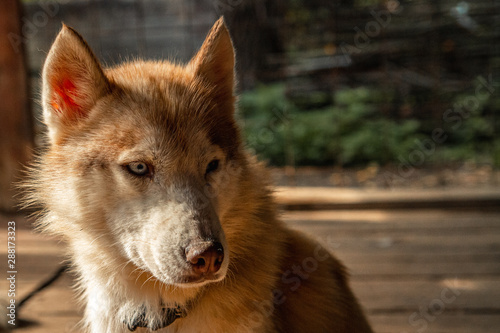 Portrait of a red-haired husky sitting and looking to the side. Red nose