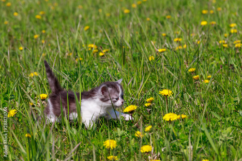 Small kitten in yellow dandelion flowers. Young cat on green meadow