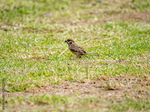 Eurasian tree sparrow on green lawn 1 © Hanstography