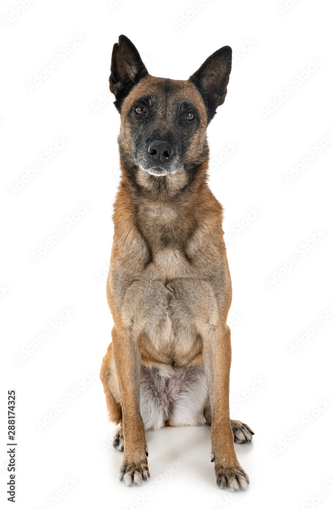 malinois in studio malinois in studio