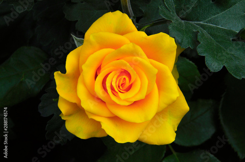 it s a big yellow rose