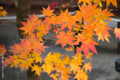 Yellow color maple leaves  in autumm season
