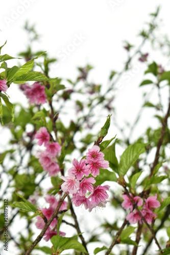 apple tree blossom