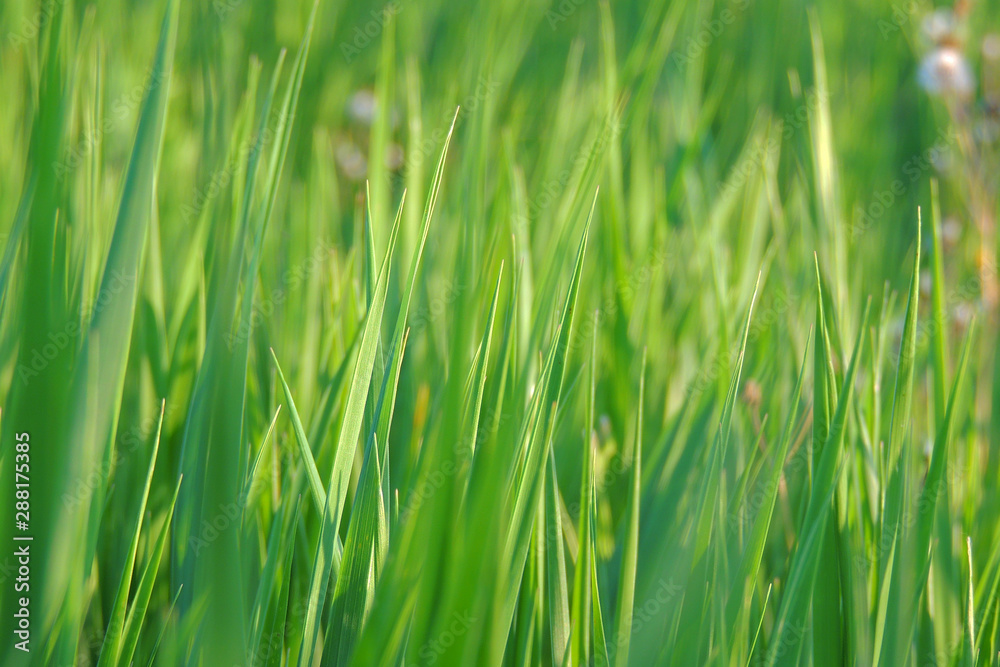 grass in the field grass in the field