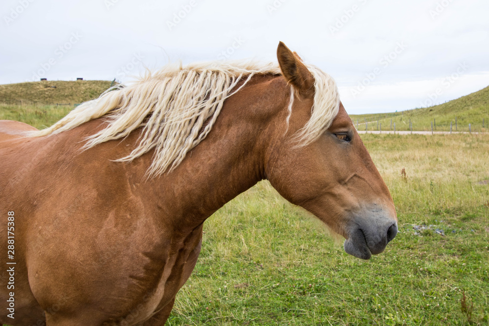 Cheval Cheval