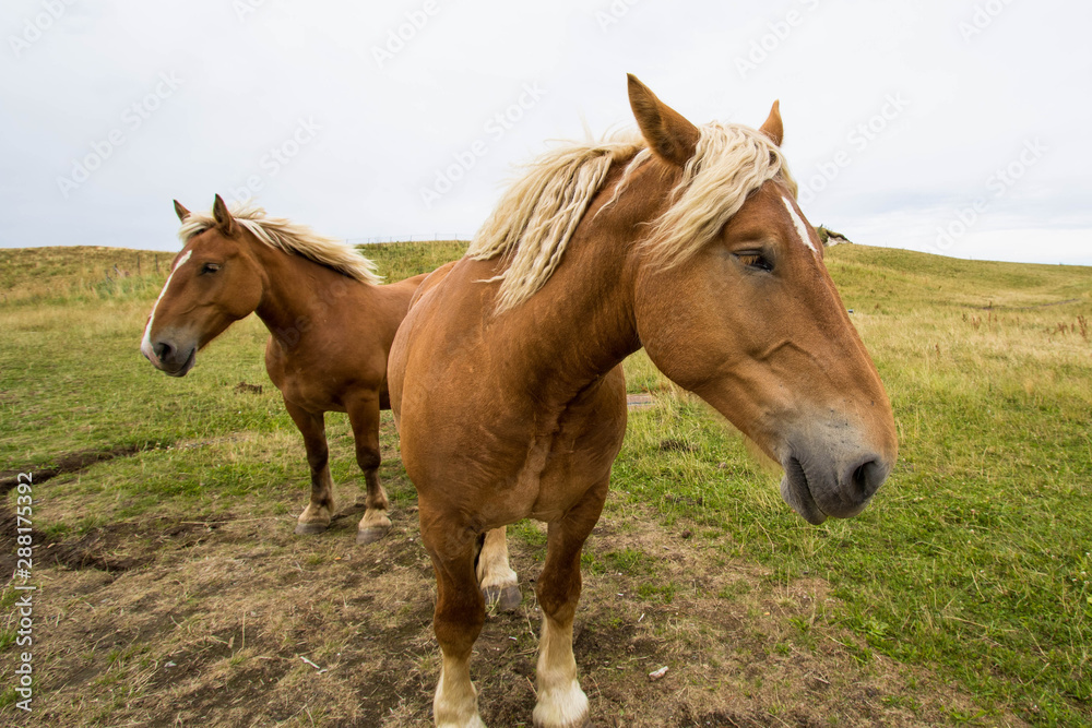 Chevaux