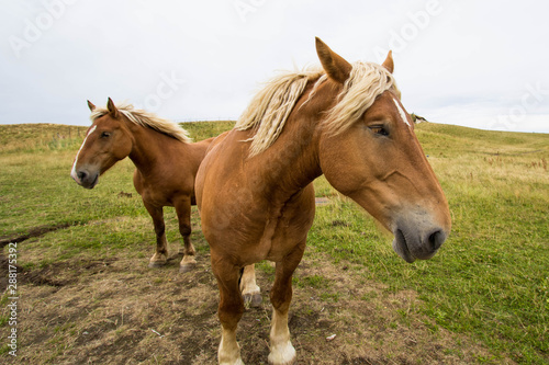 Chevaux