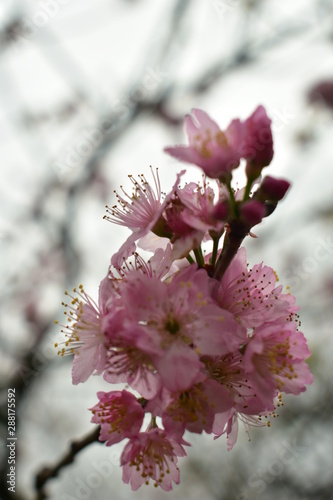 blooming cherry tree in spring