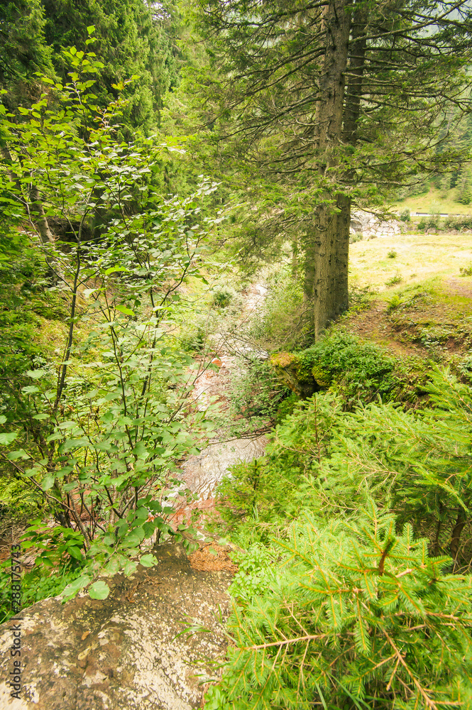 Obraz premium Fiume nei boschi delle Dolomiti