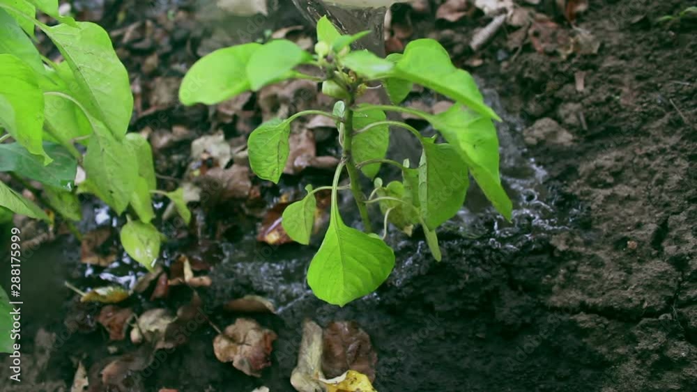 A farmer is watering his crop of bell peppers.A farmer is watering a garden with growing bell peppers. A farmer is watering his crop of bell peppers.A farmer is watering a garden with growing bell peppers.