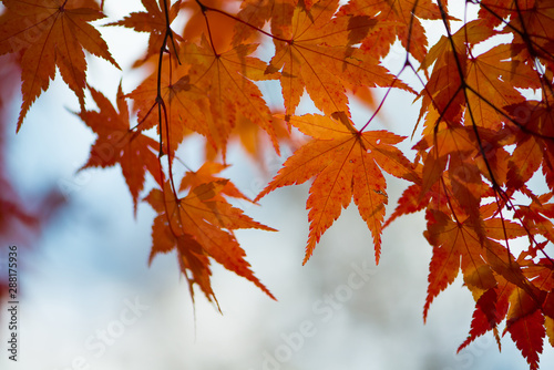 Red maple leaves in autumm season