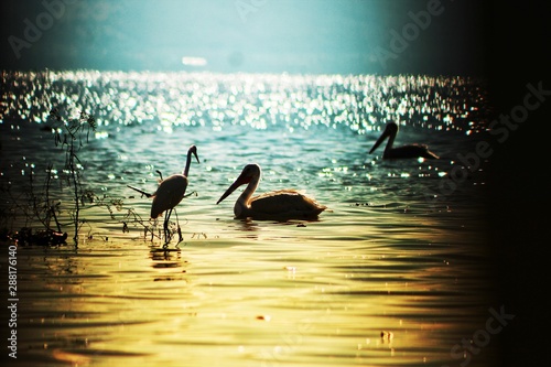 Birds in the water photo