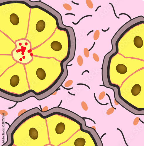 epithelium. squamous, cubic, ciliated, glandular. Set. Infographics. Vector illustration.
